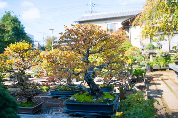 日本佐田市Omiya盆景村的日本盆景树 — 图库照片