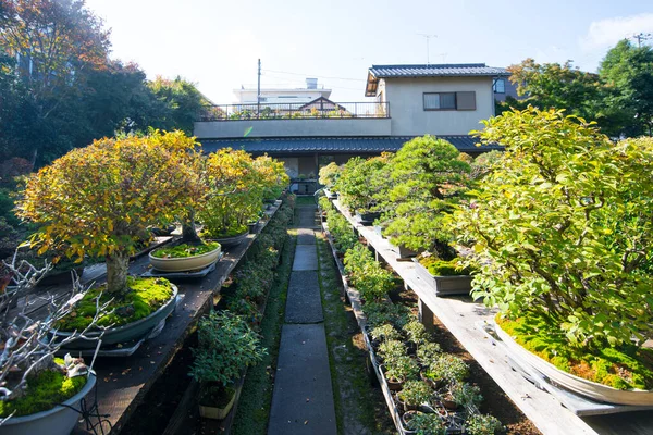 Japanischer Bonsai Baum Omiya Bonsai Dorf Bei Saitama Japan — Stockfoto