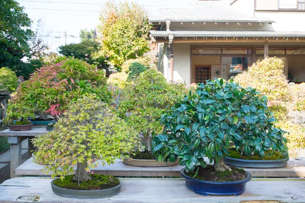 Bonsaï Japonais Dans Village Omiya Bonsai Saitama Japon — Photo