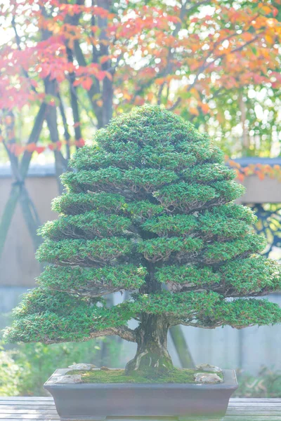 Bonsai Giapponese Nel Villaggio Omiya Bonsai Saitama Giappone — Foto Stock