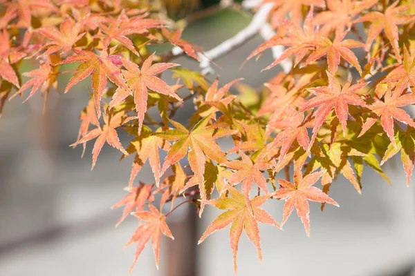 Feuilles Bonsaï Érable Japonais Automne Village Bonsaï Omiya Saitama Japon — Photo