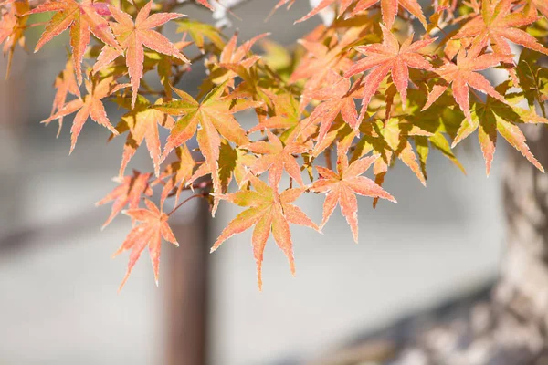 秋の紅葉 大宮盆栽Bonsai埼玉県さいたま市 — ストック写真