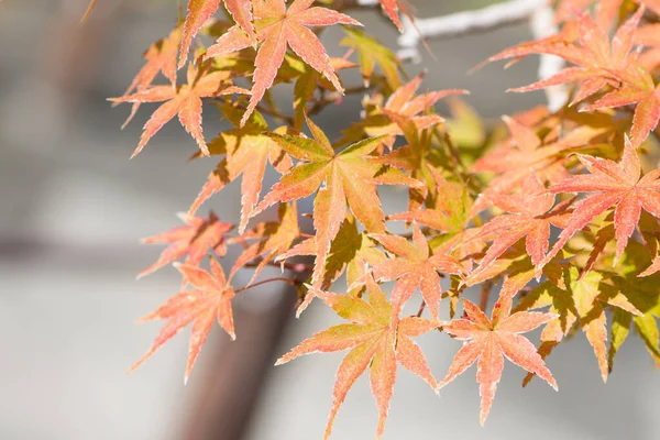 秋の紅葉 大宮盆栽Bonsai埼玉県さいたま市 — ストック写真