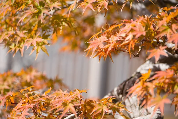 Japonês Bordo Bonsai Folhas Outono Temporada Omiya Bonsai Aldeia Saitama — Fotografia de Stock