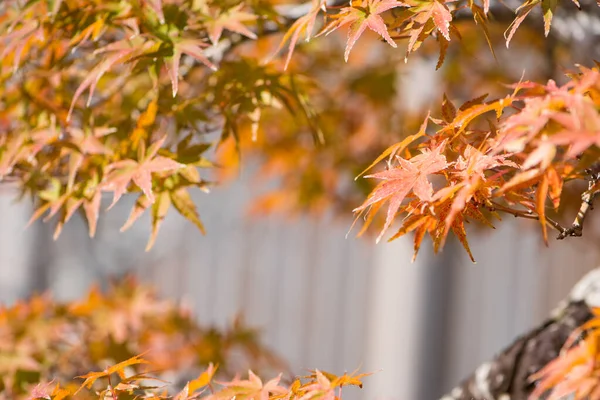 秋の紅葉 大宮盆栽Bonsai埼玉県さいたま市 — ストック写真