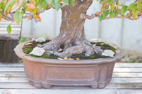 Radice Vaso Bonsai Giapponese Nel Villaggio Omiya Bonsai Saitama Giappone — Foto Stock