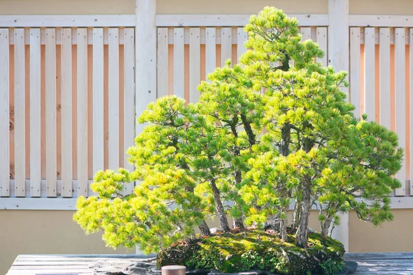 Japansk Vit Tall Bonsai Träd Omiya Bonsai Byn Vid Saitama — Stockfoto