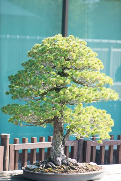 Bonsai Giapponese Nel Villaggio Omiya Bonsai Saitama Giappone — Foto Stock