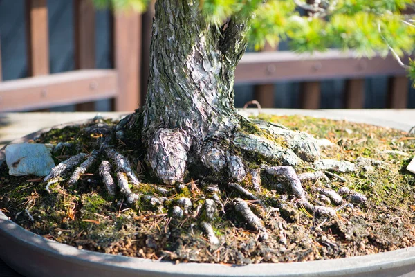Wurzel Des Japanischen Bonsai Baumes Omiya Bonsai Dorf Bei Saitama — Stockfoto