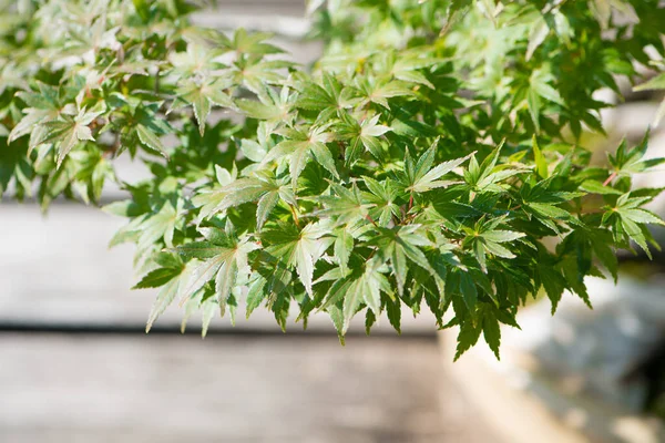 Japanische Ahornbonsai Blätter Der Herbstsaison Omiya Bonsai Dorf Saitama Japan — Stockfoto