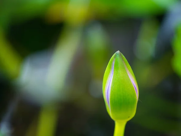 Green Lotus Green Background — Stock Photo, Image