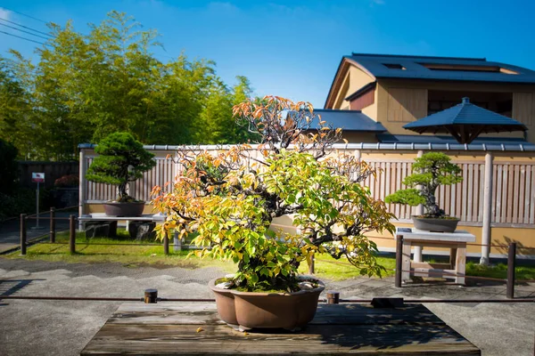 Japanischer Aprikosenbonsai Baum Bonsai Dorf Omiya Bei Saitama Japan — Stockfoto