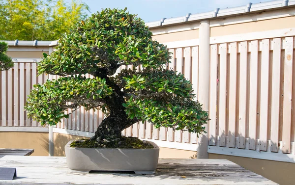 Japanska Oleaster Bonsai Träd Omiya Bonsai Byn Vid Saitama Japan — Stockfoto