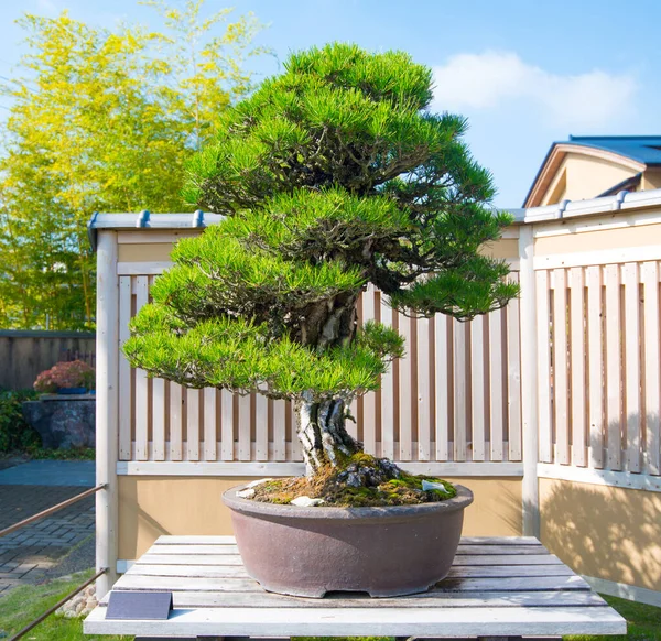 Japansk Svart Tall Bonsai Träd Omiya Bonsai Byn Vid Saitama — Stockfoto