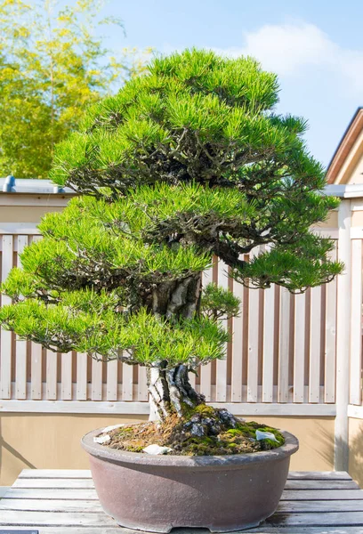 Japanischer Schwarzkiefer Bonsai Baum Omiya Bonsai Dorf Bei Saitama Japan — Stockfoto