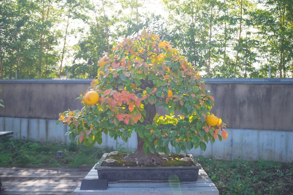 Flare Bild Kinesiska Quince Bonsai Träd Omiya Bonsai Byn Vid — Stockfoto