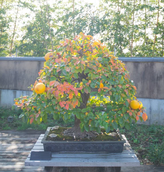 Chińskie Drzewo Bonsai Pigwy Wiosce Omiya Bonsai Saitama Japonia — Zdjęcie stockowe