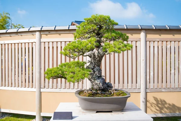 Japansk Vit Tall Bonsai Träd Omiya Bonsai Byn Vid Saitama — Stockfoto