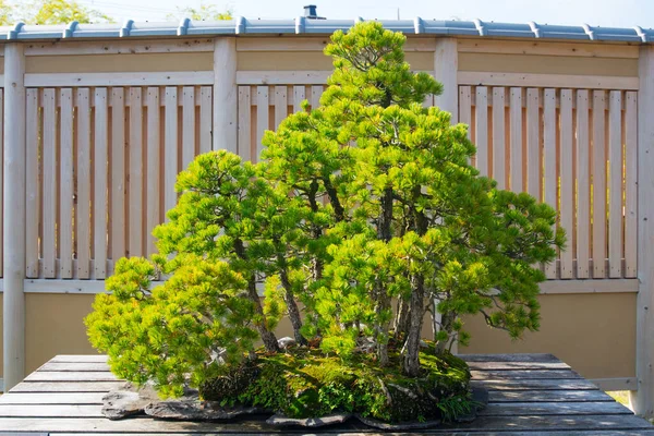 Japonya 'nın Saitama kentindeki Omiya bonsai köyündeki Japon beyaz çam ağacı.
