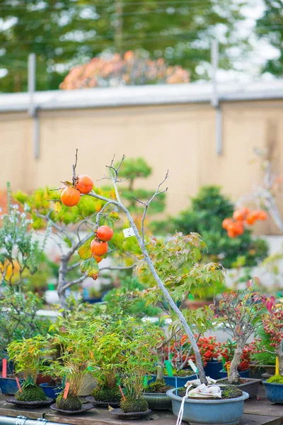 Japaness Bonsai Tree Fruit — Stock Photo, Image