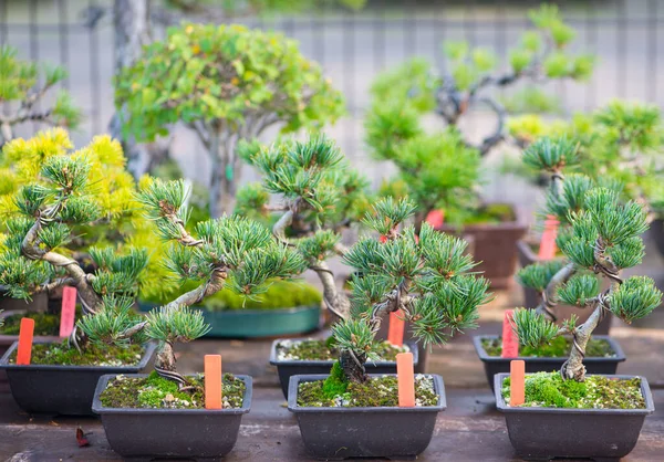 Japán Bonsai Megjelenítése Természet Háttér — Stock Fotó