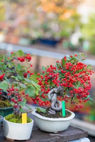 Japaness bonsai tree with red fruit