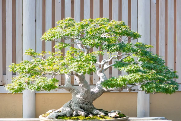 Ιαπωνικό Δέντρο Σφενδάμου Στο Χωριό Omiya Bonsai Στη Σαϊτάμα Της Royalty Free Εικόνες Αρχείου