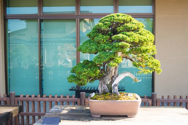 Japonya Saitama Daki Omiya Bonsai Köyündeki Japon Bonsai Ağacı Stok Fotoğraf