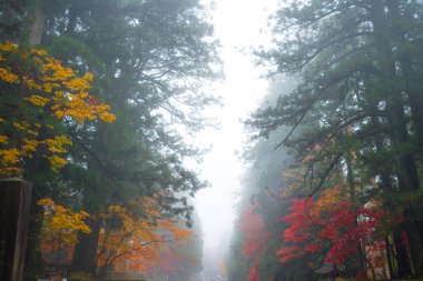 Japonya 'nın Nikko kentindeki Unesco dünya mirası alanı Toshogu Tapınağı' nın sonbahar mevsimi ve sisi.