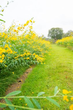 Crotalaria Juncea ya da Phutthamonthon 'daki Sunn Hemp, Nakhorn Prathom.