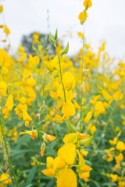 Crotalaria Juncea ya da Phutthamonthon 'daki güneş keneviri, Nakhorn prathom