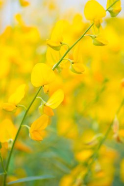 Crotalaria Juncea ya da Phutthamonthon 'daki güneş keneviri, Nakhorn prathom