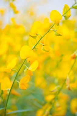 Crotalaria Juncea ya da Phutthamonthon 'daki güneş keneviri, Nakhorn prathom
