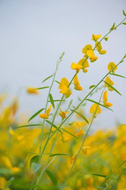 Crotalaria Juncea ya da Phutthamonthon 'daki güneş keneviri, Nakhorn prathom