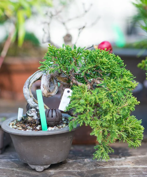 Japonya, Saitama 'da Omiya bonsai köyündeki Japoniçe bonsai ağacı.