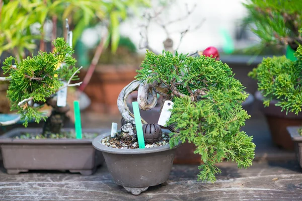 Japaness Bonsai Tree Omiya Bonsai Villege Saitama Japan — Stock Photo, Image