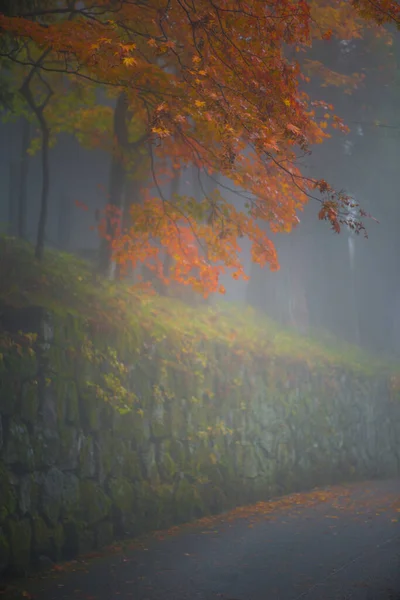 Waas Foto Bevat Mist Van Esdoorn Boom Het Najaar Seizoen — Stockfoto