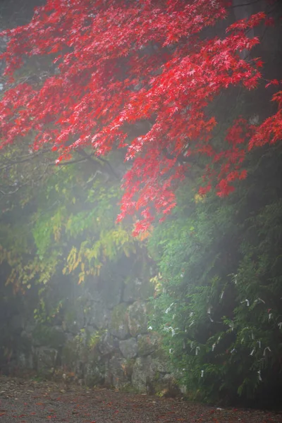 Rozmazaný Obrázek Obsahuje Mlhu Javoru Podzimním Období Obsahují Mlhu Nikko — Stock fotografie