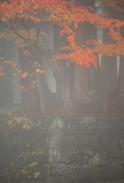 Waas Foto Bevat Mist Van Esdoorn Boom Het Najaar Seizoen — Stockfoto