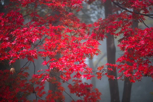 Maple Tree Autumn Season Contain Fog Nikko Japan — Stock Photo, Image