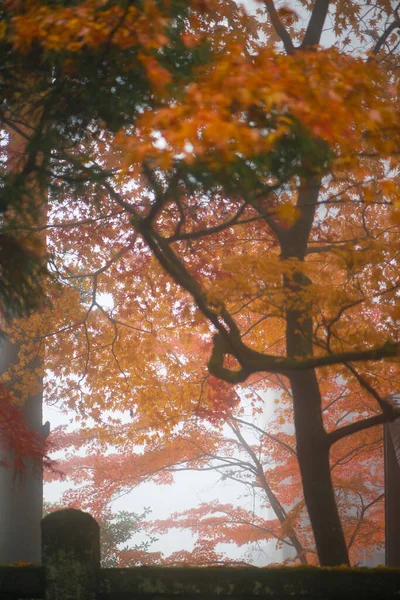 秋の紅葉には紅葉の霧が含まれています — ストック写真
