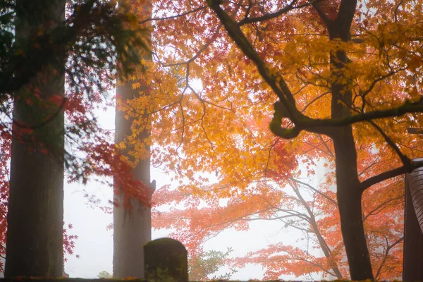 Immagine Sfocata Contiene Nebbia Acero Nella Stagione Autunnale Contengono Nebbia — Foto Stock