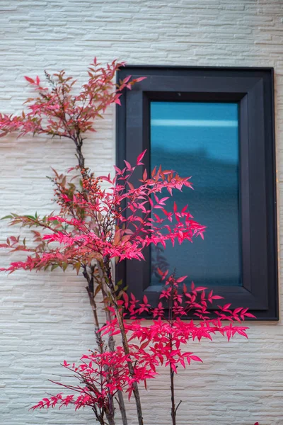 Красные Листья Окно Осенний Сезон Никко Япония — стоковое фото
