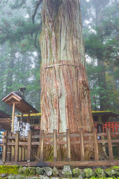 Grand Pin Dans Sanctuaire Toshogu Site Patrimoine Mondial Unesco Nikko — Photo