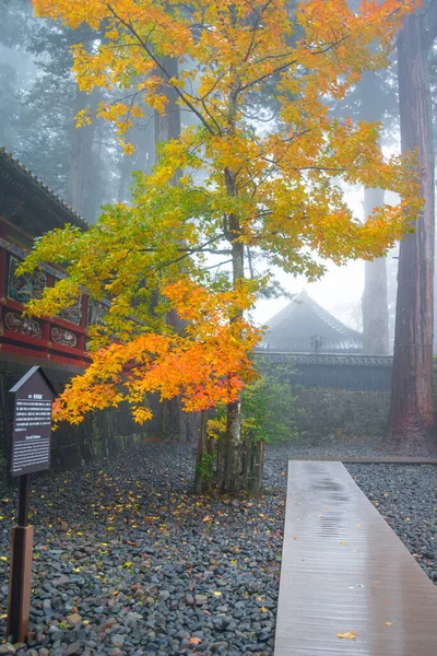 Feuilles Jaunes Érable Automne Sanctuaire Toshogu Nikko Japon — Photo