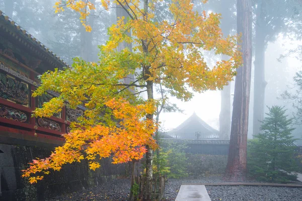 Gele Bladeren Van Boom Mist Herfst Seizoen Toshogu Heiligdom Nikko — Stockfoto