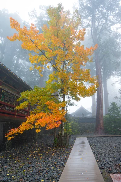 Gele Bladeren Van Esdoorn Boom Mist Herfst Seizoen Toshogu Heiligdom — Stockfoto