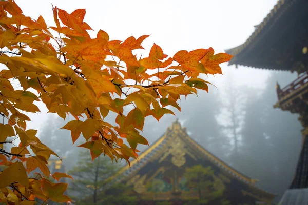 Feuilles Jaunes Automne Sanctuaire Toshogu Nikko Japon — Photo