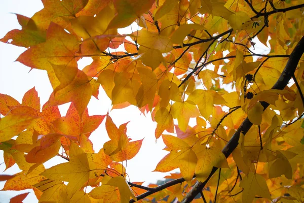 Желтые Листья Осенью Храме Тошогу Никко Япония — стоковое фото