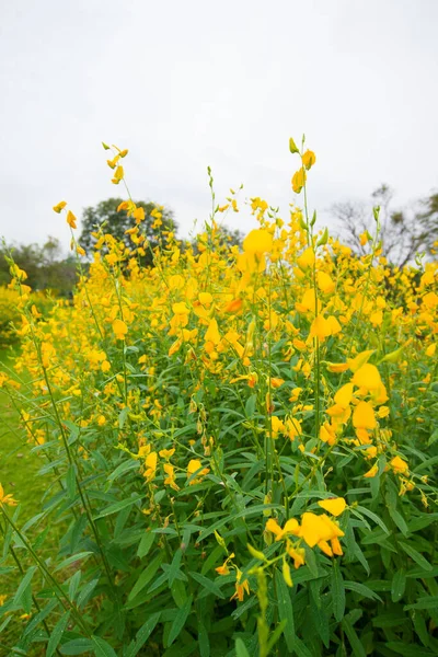 Crotalaria Juncea Oder Sonnenhanf Phutthamonthon Nakhorn Prathom — Stockfoto